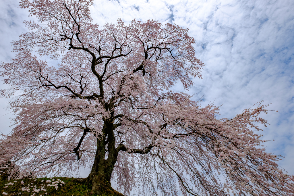 聳える桜