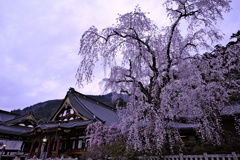 久遠寺と並ぶ桜