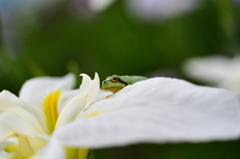 花の上の休憩所