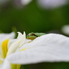 花の上の休憩所