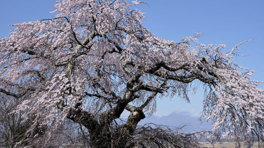 関所破りの桜③