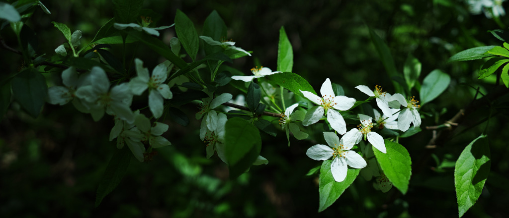 木陰の花