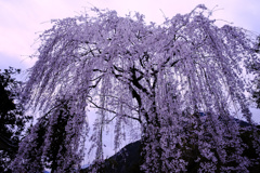 薄明の桜