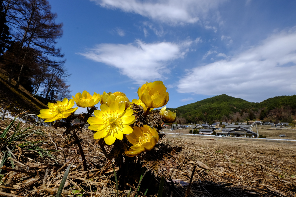 青の空と黄の花