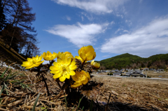 青の空と黄の花