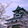 犬山城と桜