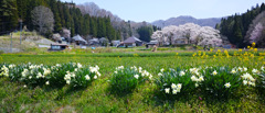 桜と水仙