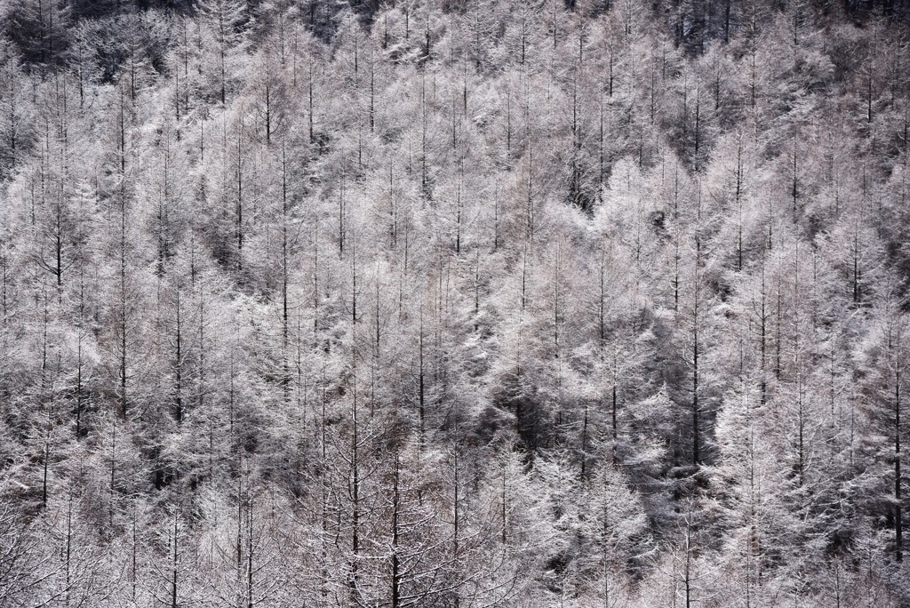 氷の森