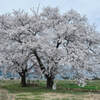 安曇野の桜