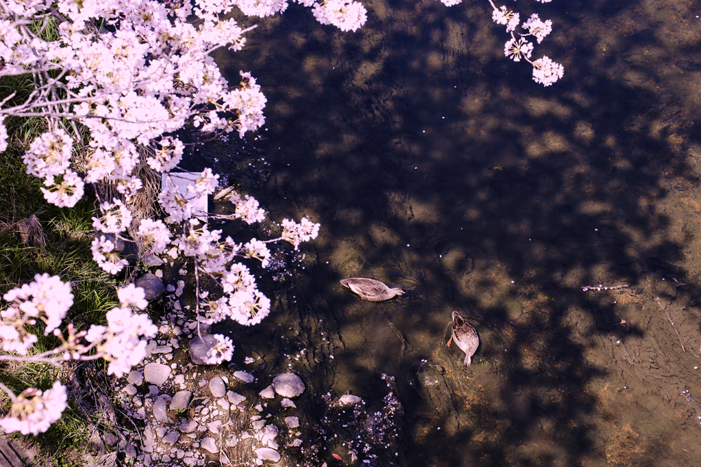鴨と桜