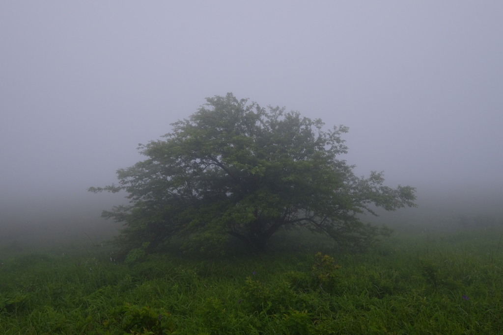 本当に霧ヶ峰