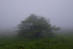 本当に霧ヶ峰