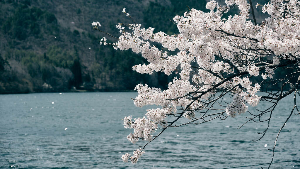 木崎湖の桜