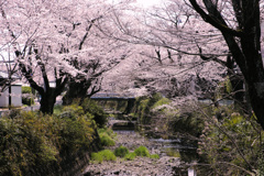 関川の桜