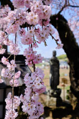 無量寺のしだれ桜