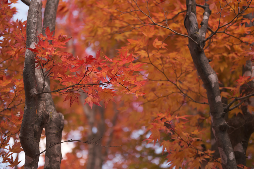 Autumn leaves By X-T3!