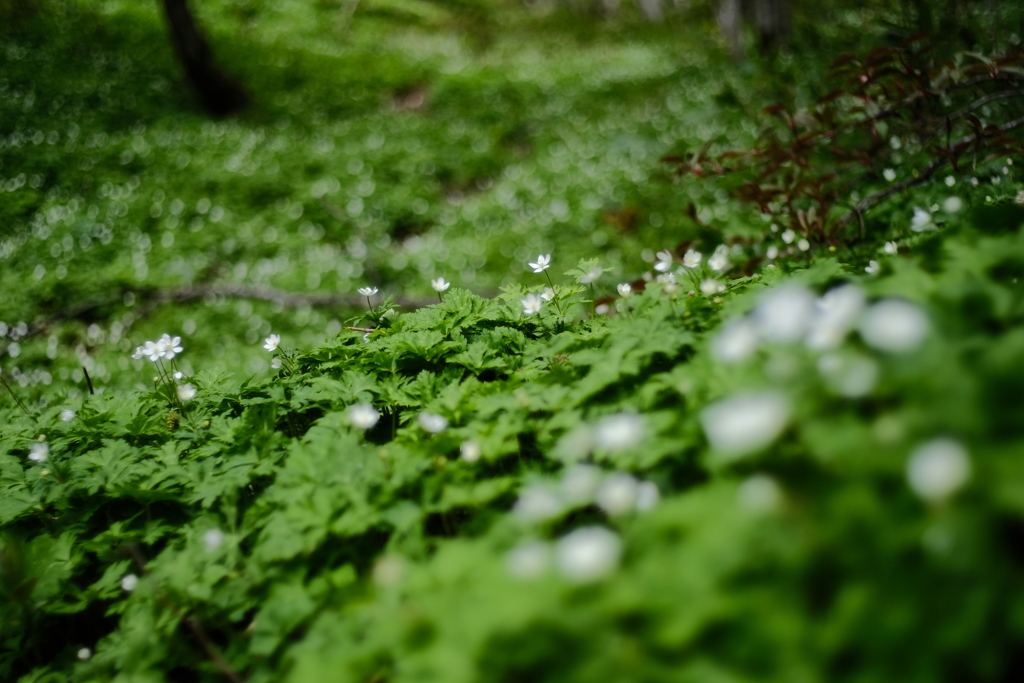 幻想の森