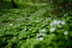 幻想の森
