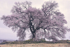 曇天のわに塚の桜