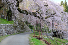 桜の道