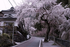 身延の寺へ