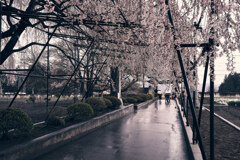 雨桜の道