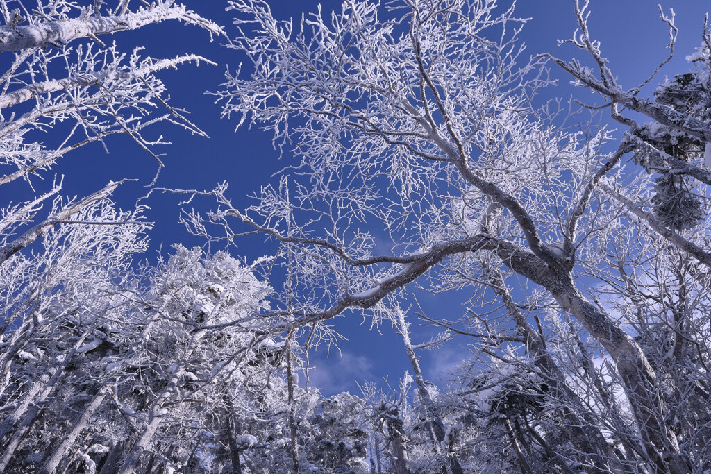 霧氷の森⑤