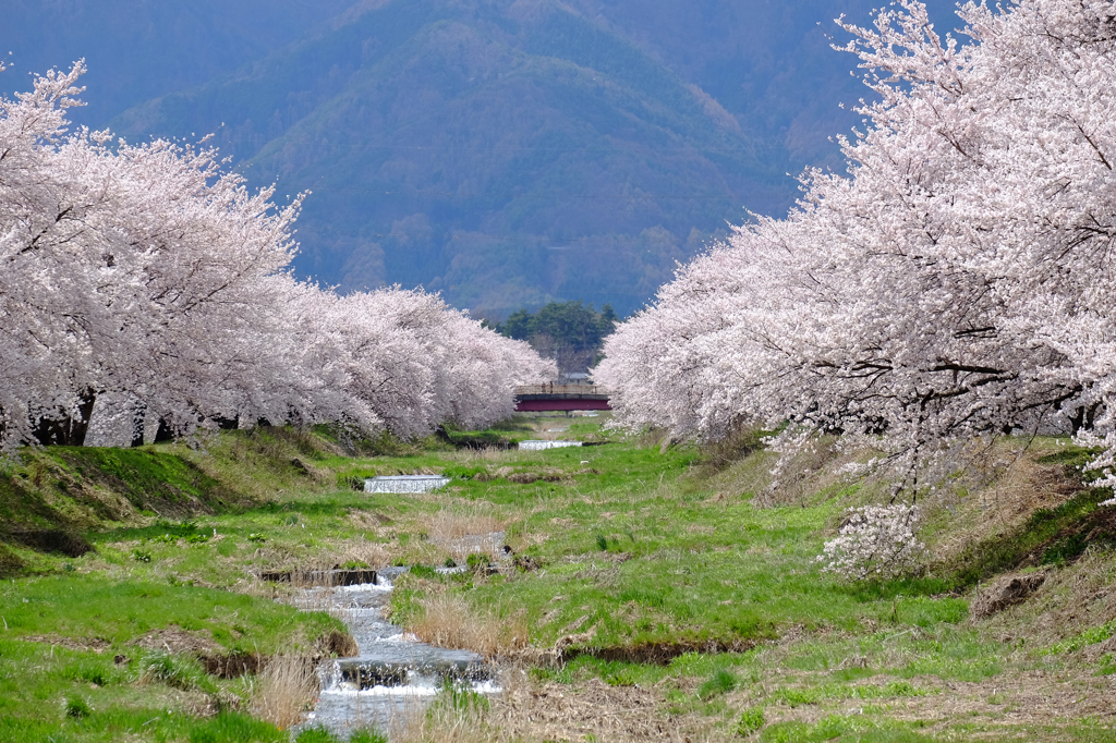 黒沢川、花に囲まれる