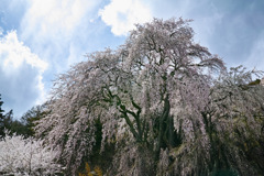 風雲空桜