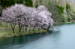 中綱湖の桜