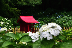 紫陽花の祠