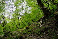 緑の目覚め