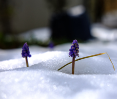 雪の中から