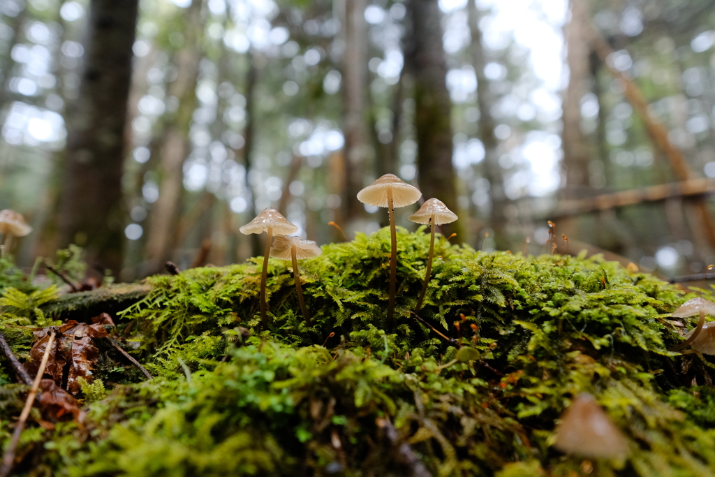 苔と茸