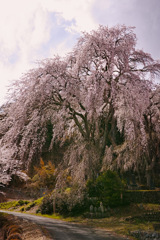 桜の下を往く道