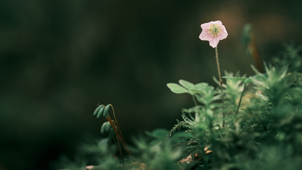 苔と花と