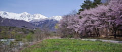 白馬三山と桜