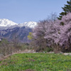 白馬三山と桜