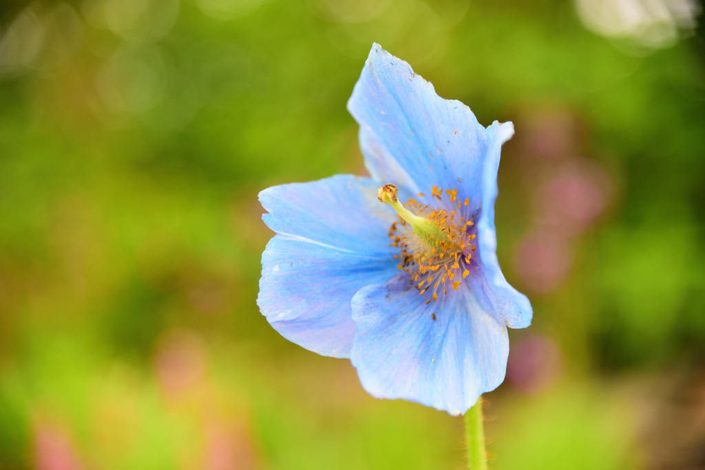 アイスブルーの花びら