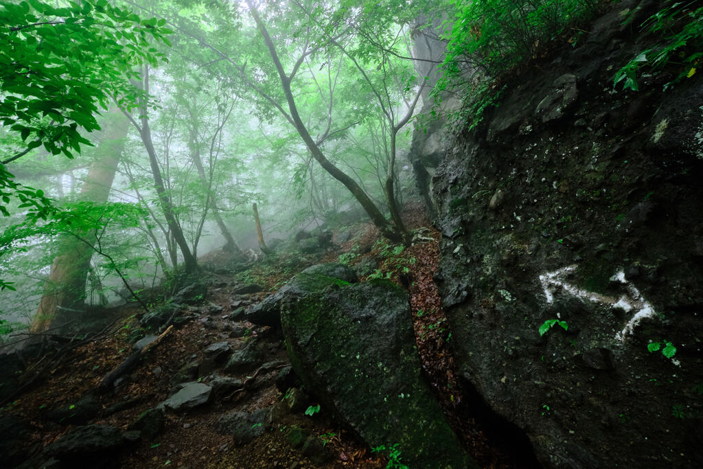 雨の森の道標