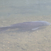 黒目川の鯉