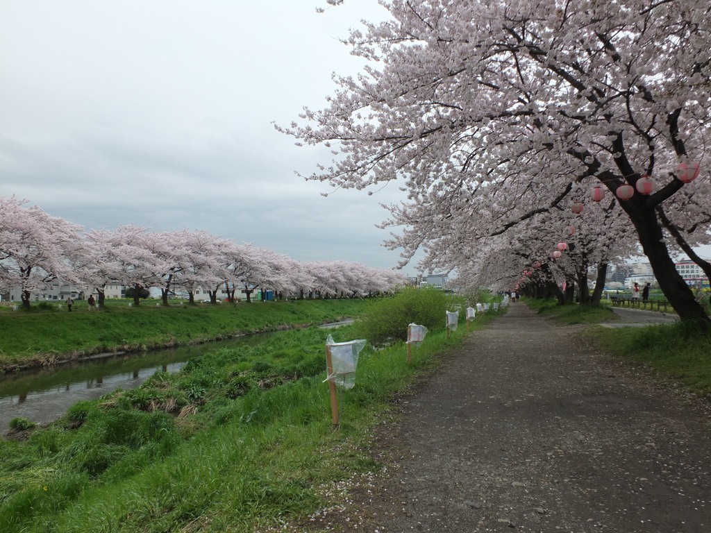 黒目川の桜（２）