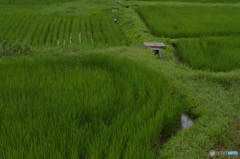 山の中の田