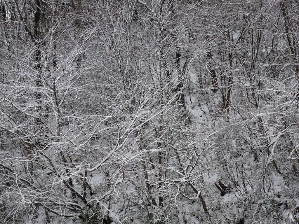 雪化粧