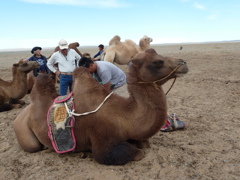 ゴビ砂漠でラクダに乗ります
