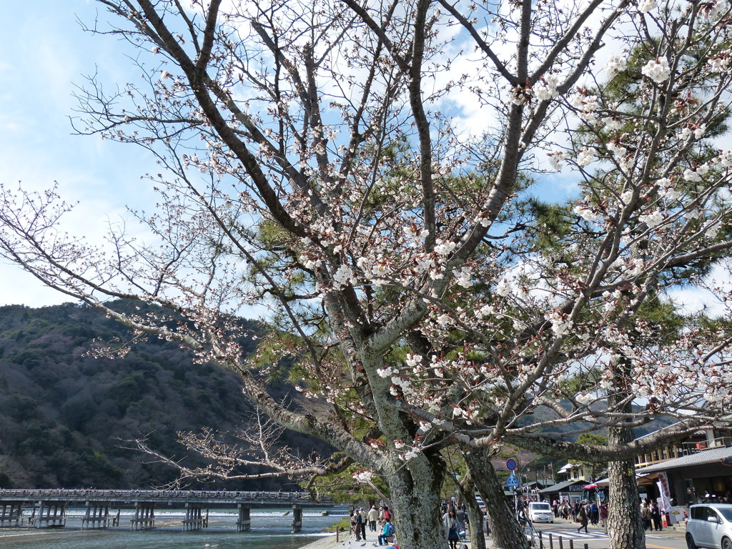 京都嵐山の渡月橋の桜