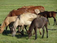 中央モンゴルの草原で草を食べる馬