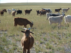 ゴビ砂漠の道で出会った、ヤギと羊の群れ