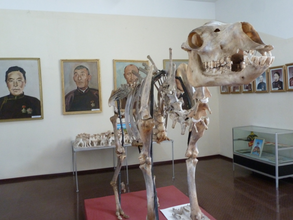 南ゴビの博物館に保管されてるフタコブラクダの骨格標本