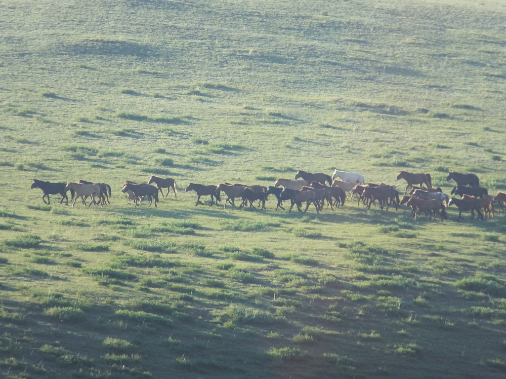 中央モンゴルの草原を走る馬